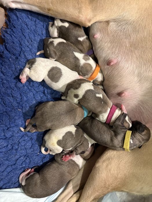 Whippet Chart Angielski ZKwP/FCI