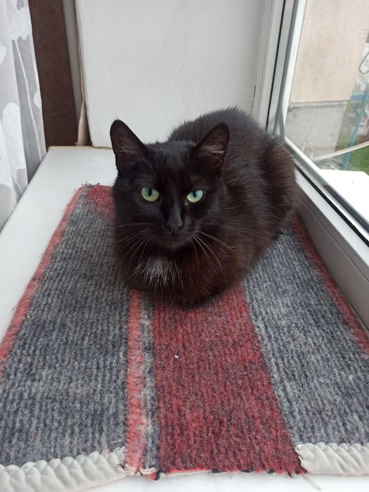 Чорненька кішечка