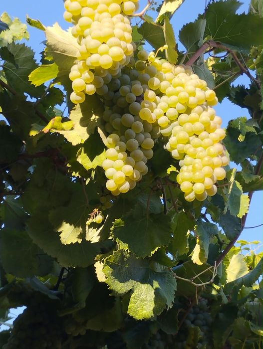 Vendo uvas azal de ramada ao kg