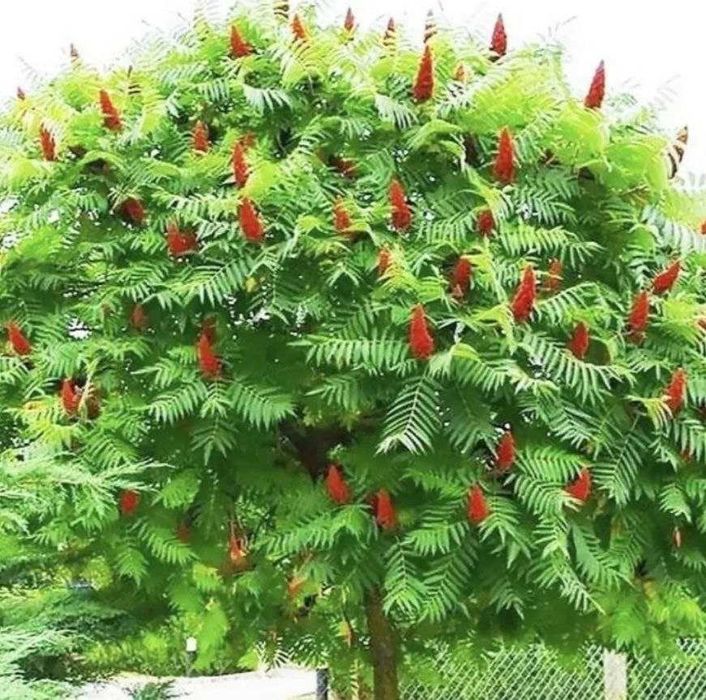 СУМАХ уксусное дерево