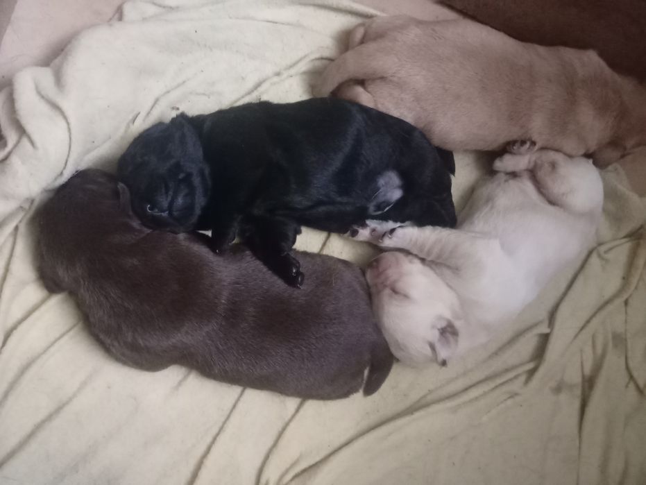 Labradorki do oddania