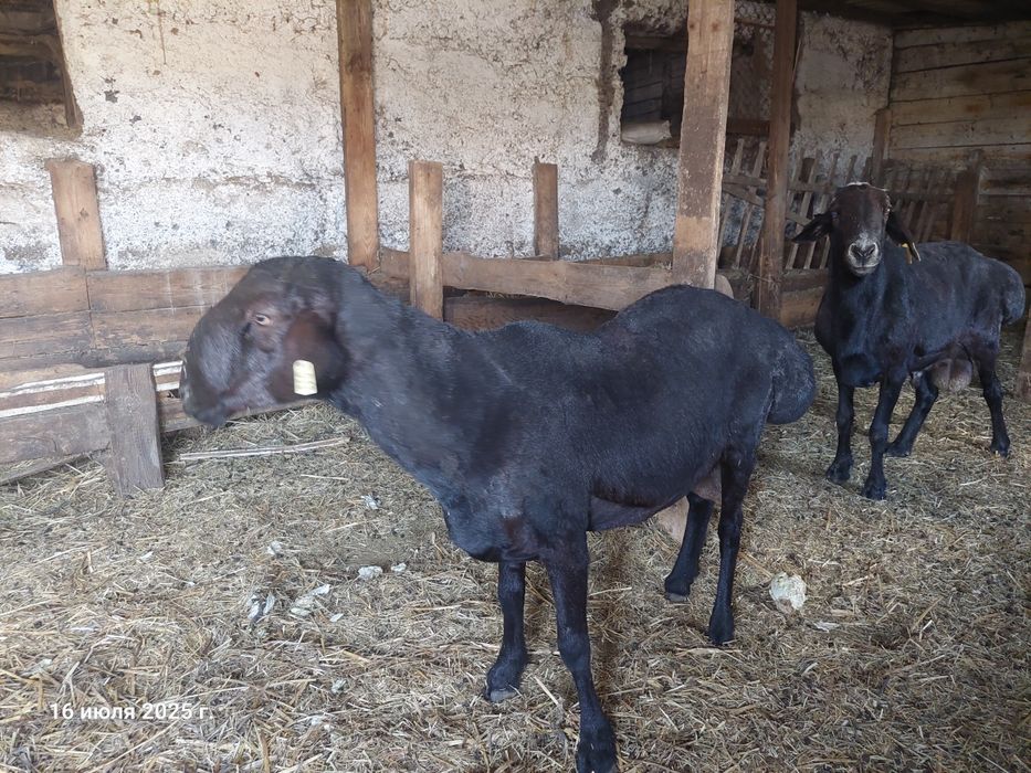 Продам  або обміняю барана