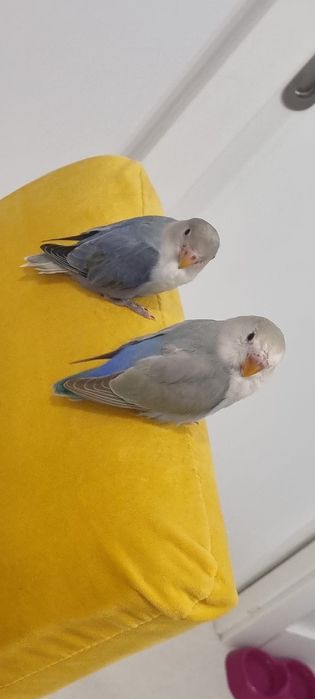 Pássaros Agapórnis