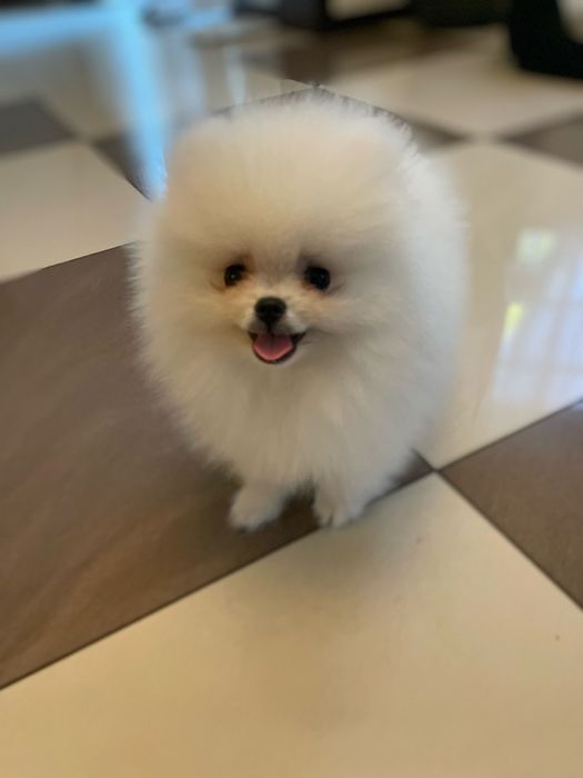 Pomeranian przepiękny chłopiec !