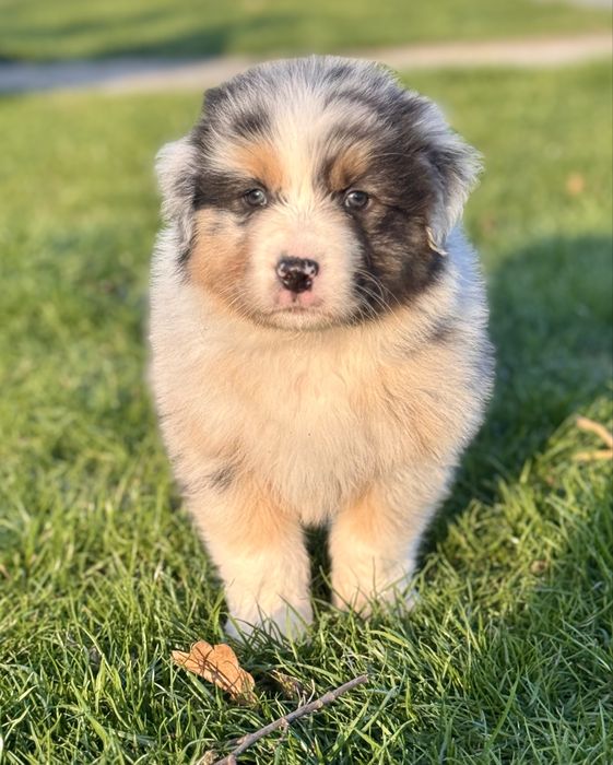 Owczarek Australijski, Aussie , piesek ZKwP