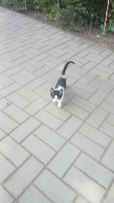 Oddam kotki w dobre ręce