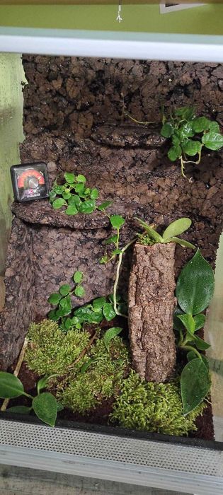 Gotowe terrarium dla kraba / gekona / kameleona / żabek / żółwia