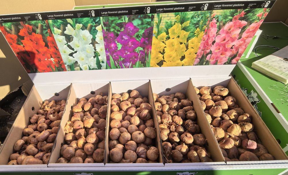 Piękne Mieczyki po 1 zł aż 10 odmian do wyboru - 50 sztuk za 45 zł