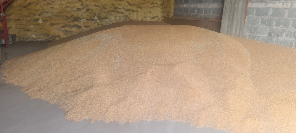 Sprzedam pszenice zimową  odmiana kariatyda