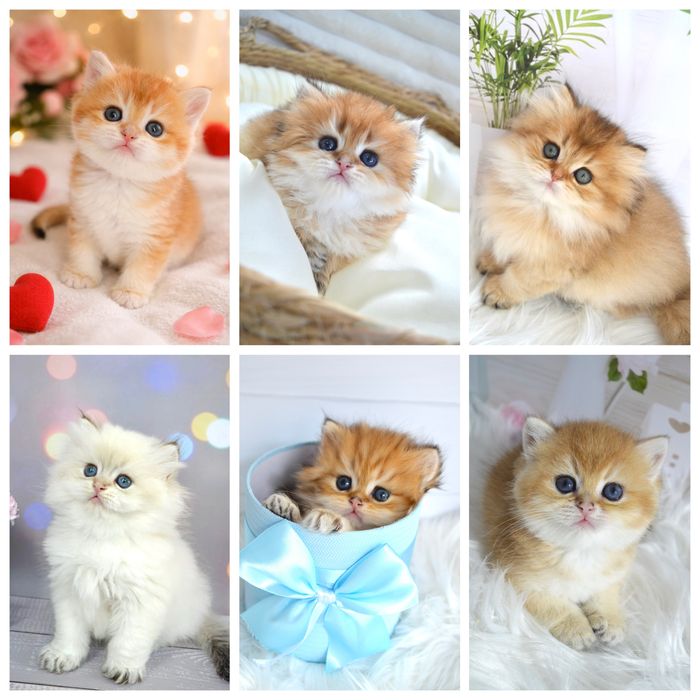 Британская золотая шиншилла/британські кошенята