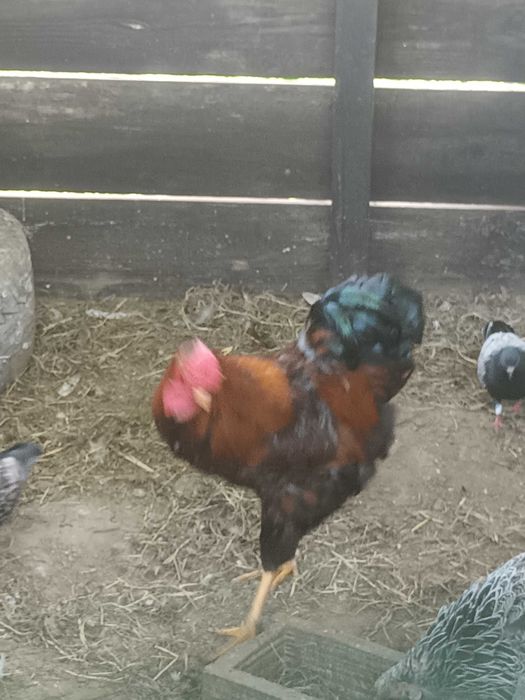 Galo lindissimo raca bramha