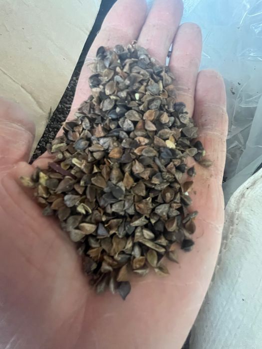 Gryka reczka bez glifosatu zbiór dwu etapowy