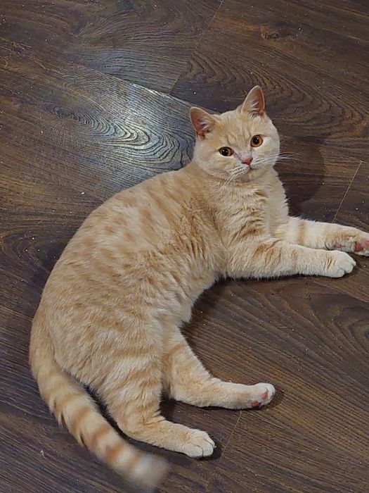 Котик Шотландець для злучки