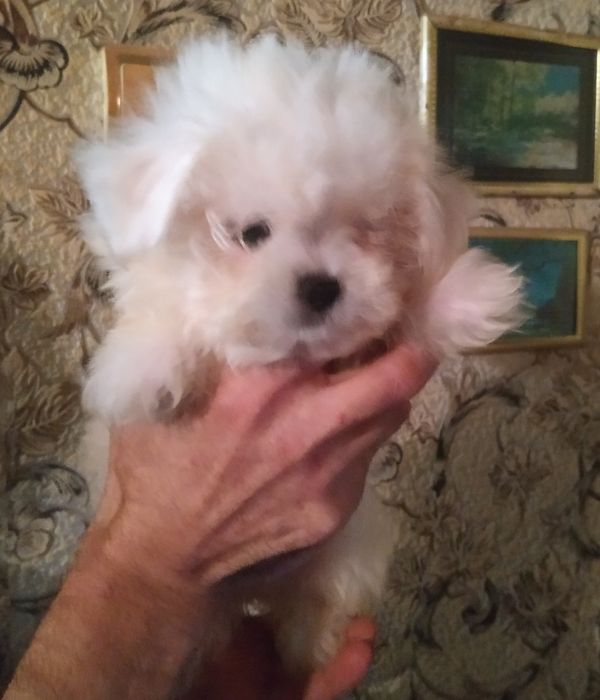 Мальчик и девочка мальтезы