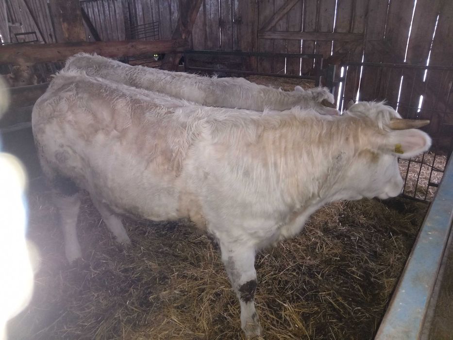 Charolaise jałówki