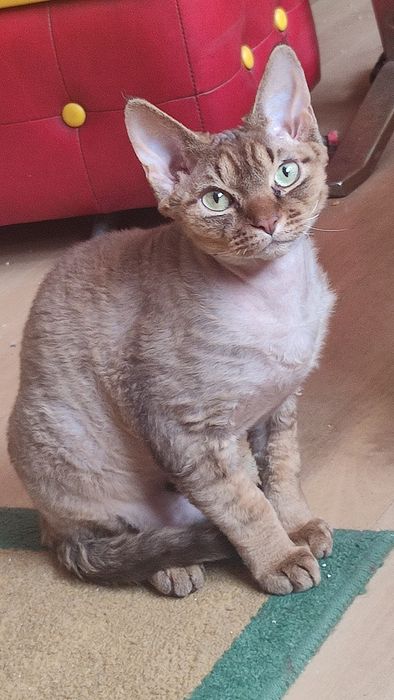 Hektor  Devon rex