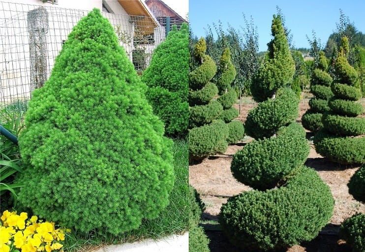 Ялинка канадська Коніка