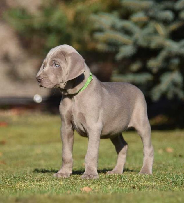 Wyżeł weimarski szczenię