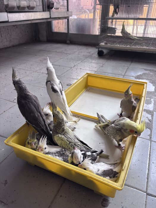 Caturras bebes, criadas à mão