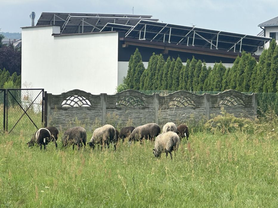 Młode owce tegoroczne