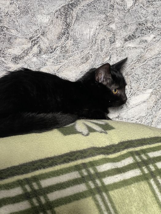 Відам котят в добрі руки!