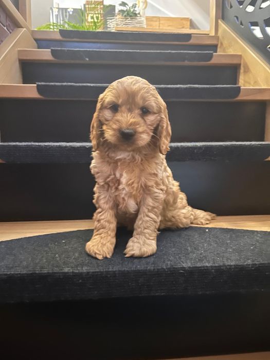 Cockapoo.cocker spaniel angielski..pudel