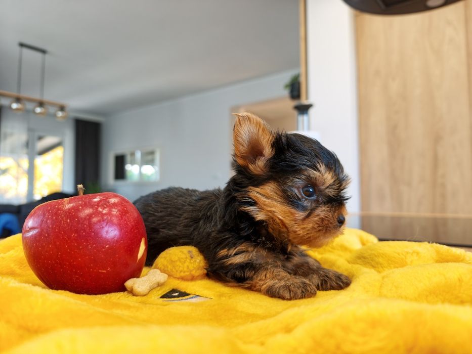 York Yorkshire terrier