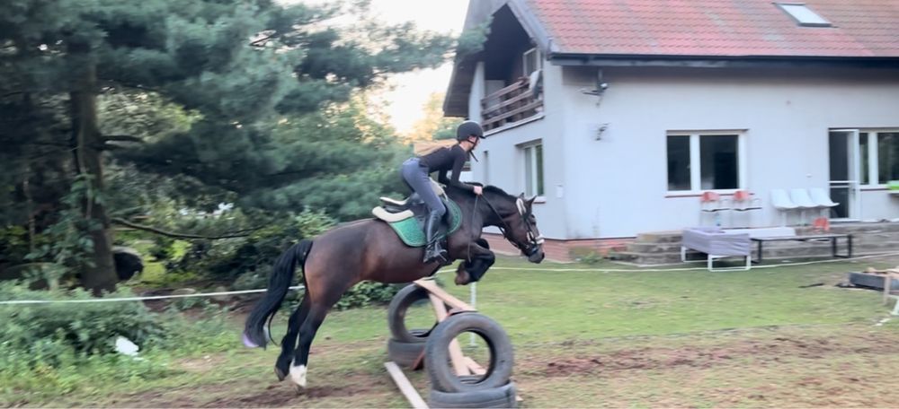 Sprzedam cudowną klacz pogrubianą
