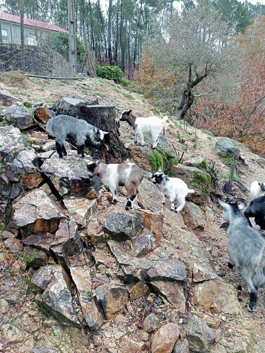 Cabrito anão/israelita com 4meses