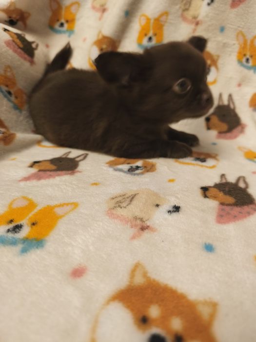 Chihuahua  qualidade excelente menino
