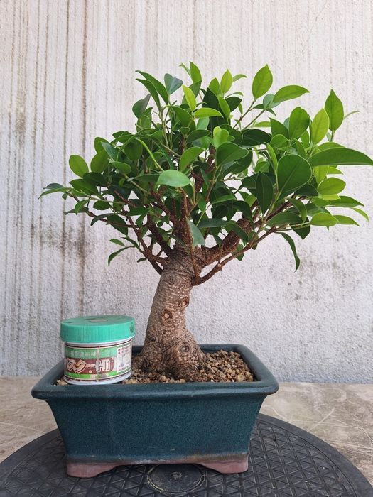 Bonsai ficus shohin