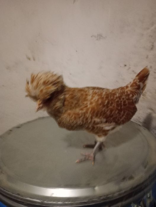 Kura czubatka wielbłądzia