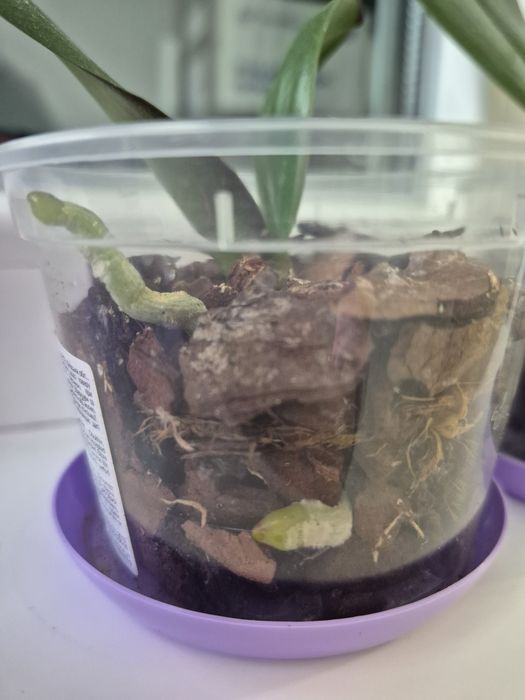 Дітки рожево-фіолетової орхідеї