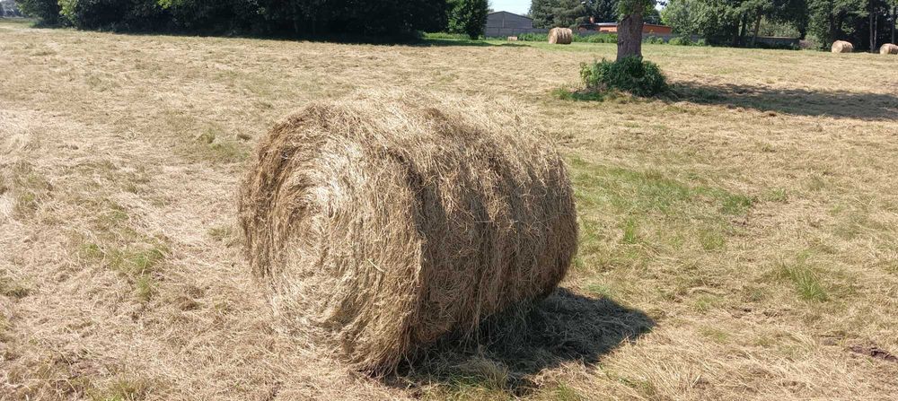 Sprzedam siano w belach