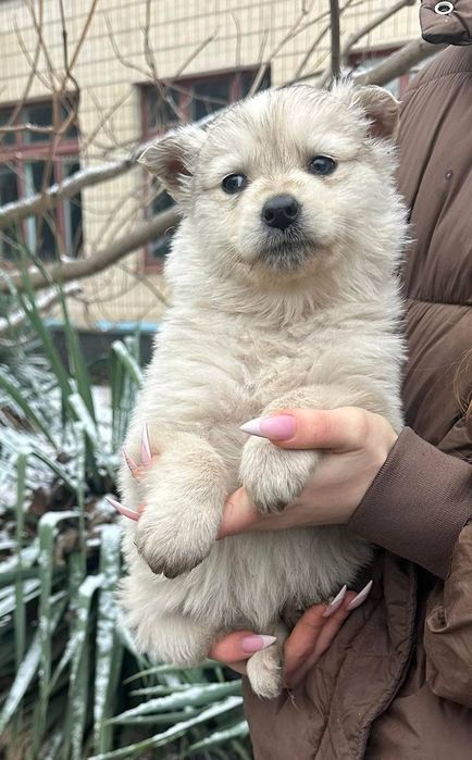 Отдам даром в добрые руки щенков метисы белой Бельгийской овчарки