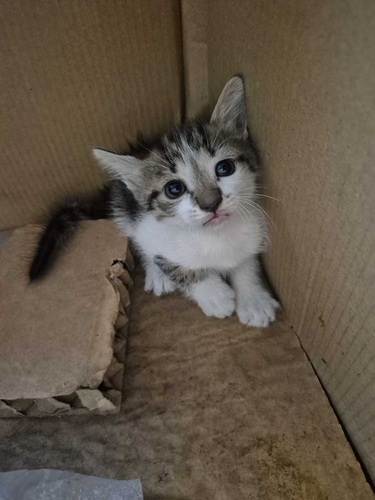 Gatos para adoção