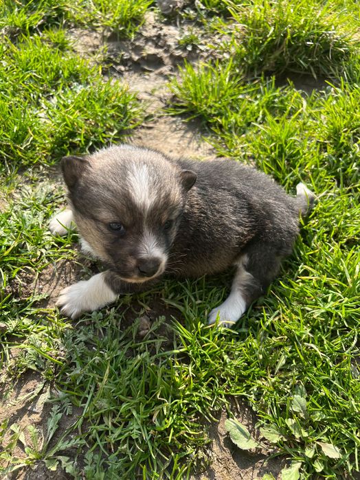 Віддамо собачку в хороші руки