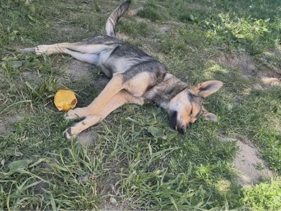 Шукаю дім для собак