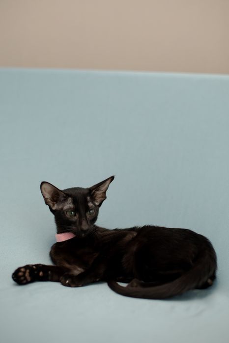 Орієнтальна кішка