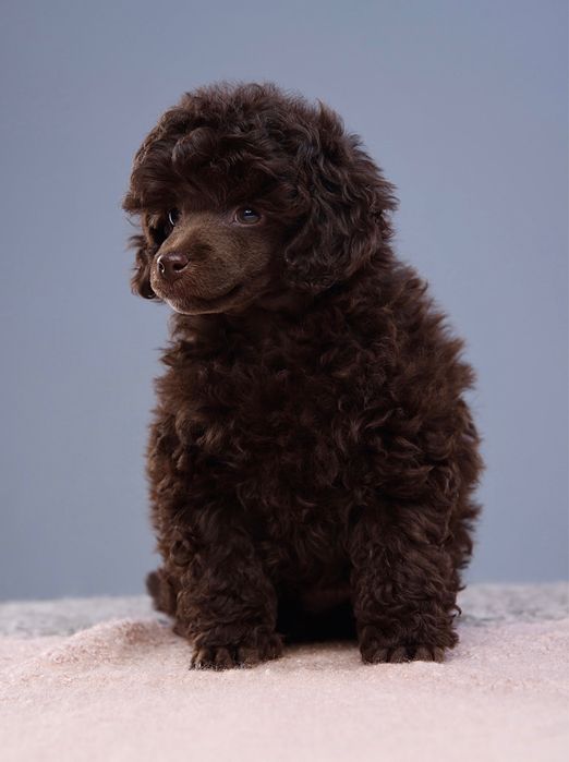 TRUFFLE хлопчик той пудель шоколад