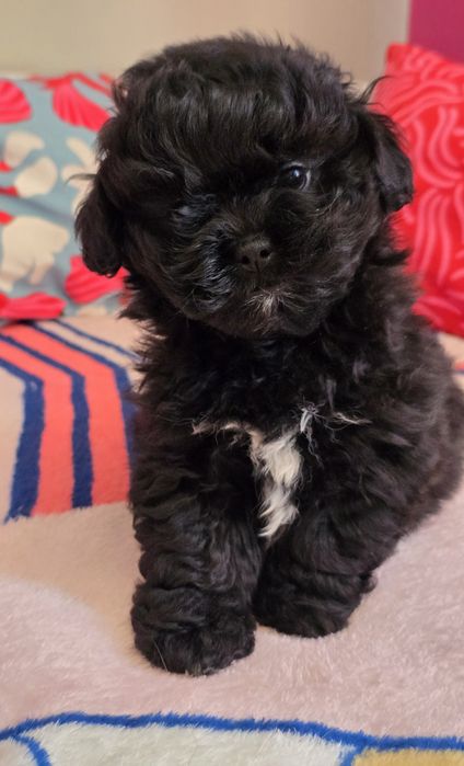Czarna sunia maltipoo