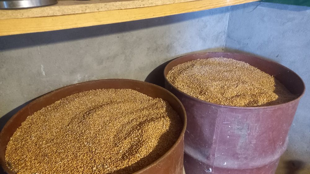 Пшениця   крупна