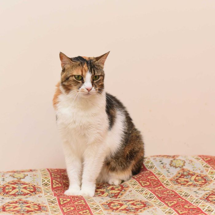 Невероятная кошечка Мими