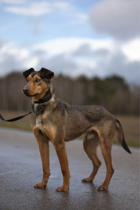 Malinois mix – sportowy, oddany pies gotowy na nowe życie