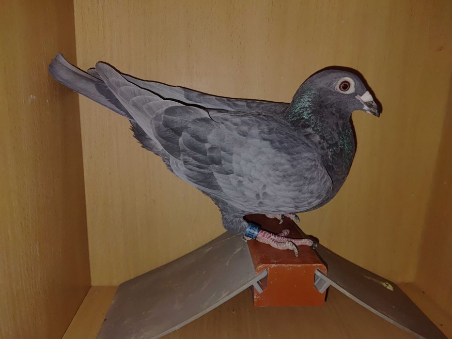 Gołębie pocztowe, andaluzy