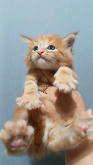 Руде кошенятко Мейн кун