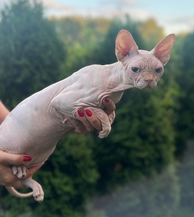 Kocurek sfinks kanadyjski Devil House FPL