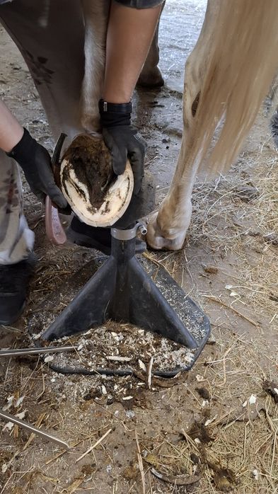 Konie- rozczyszczanie kopyt
