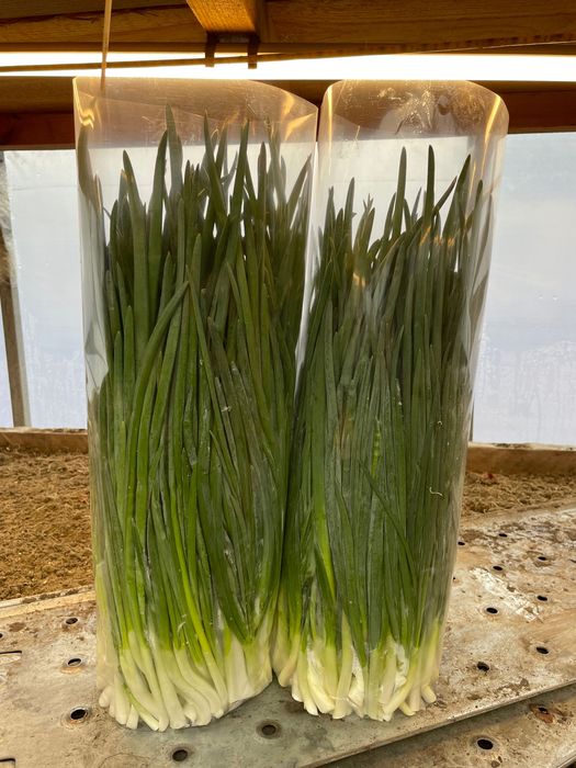 Продам лук перо (объем)