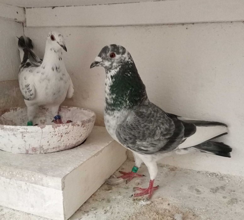 Linda pombo correio Silver Shadow...da Freiria